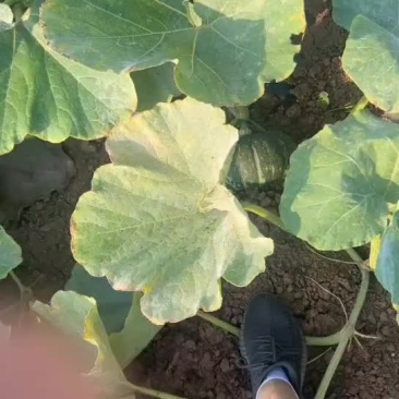 甘肃产地板栗南瓜。贝贝南瓜。黄金二号即将上市