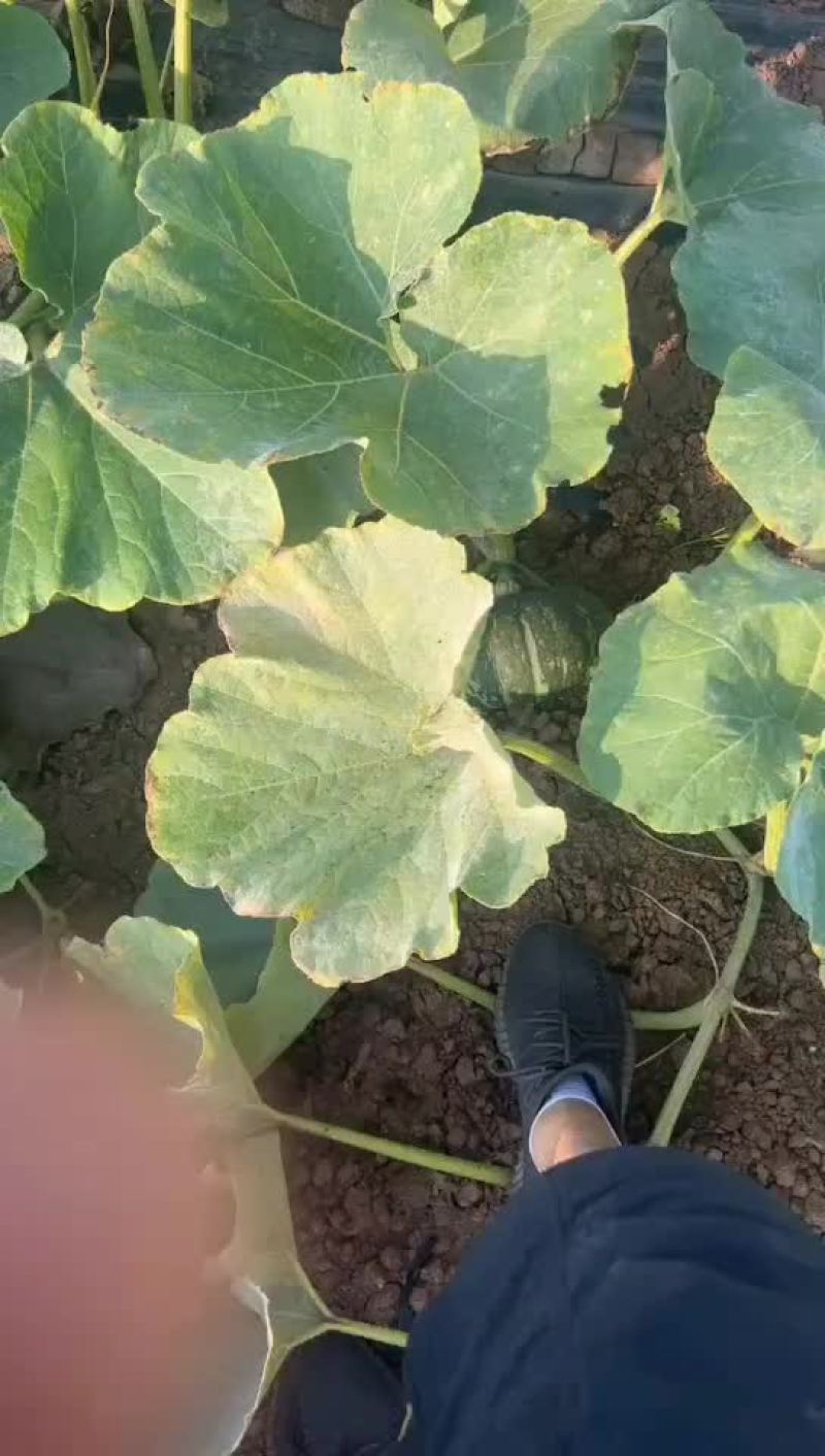 甘肃产地板栗南瓜。贝贝南瓜。黄金二号即将上市