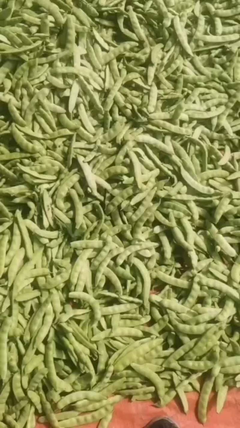 油豆角老怀德油豆角