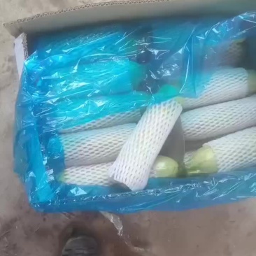 精品西葫芦