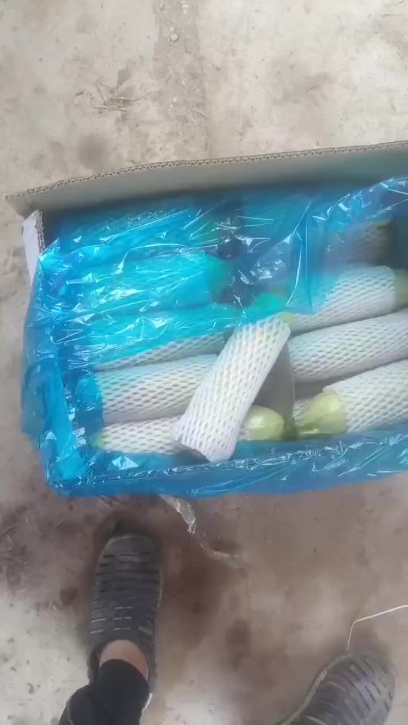 精品西葫芦
