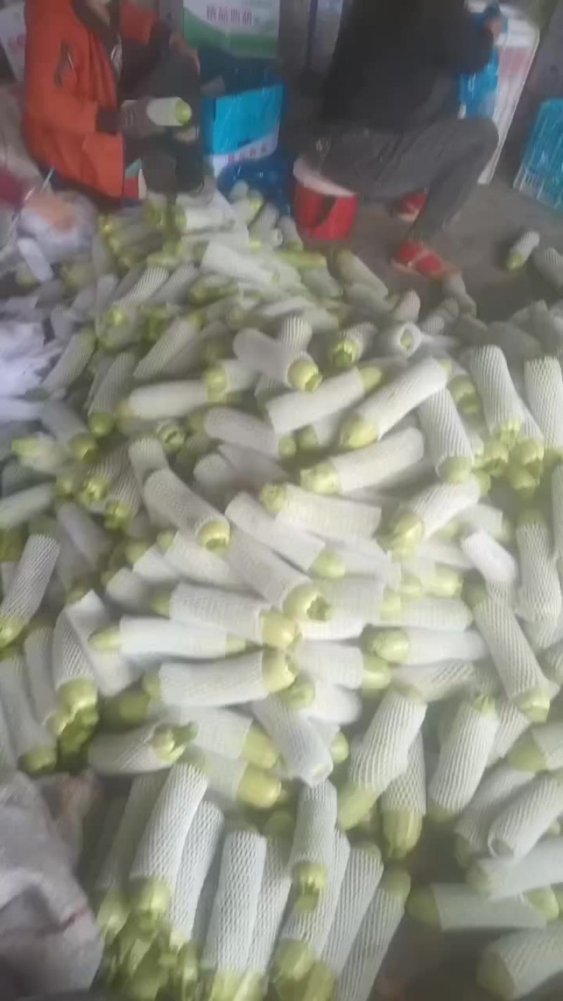 精品西葫芦