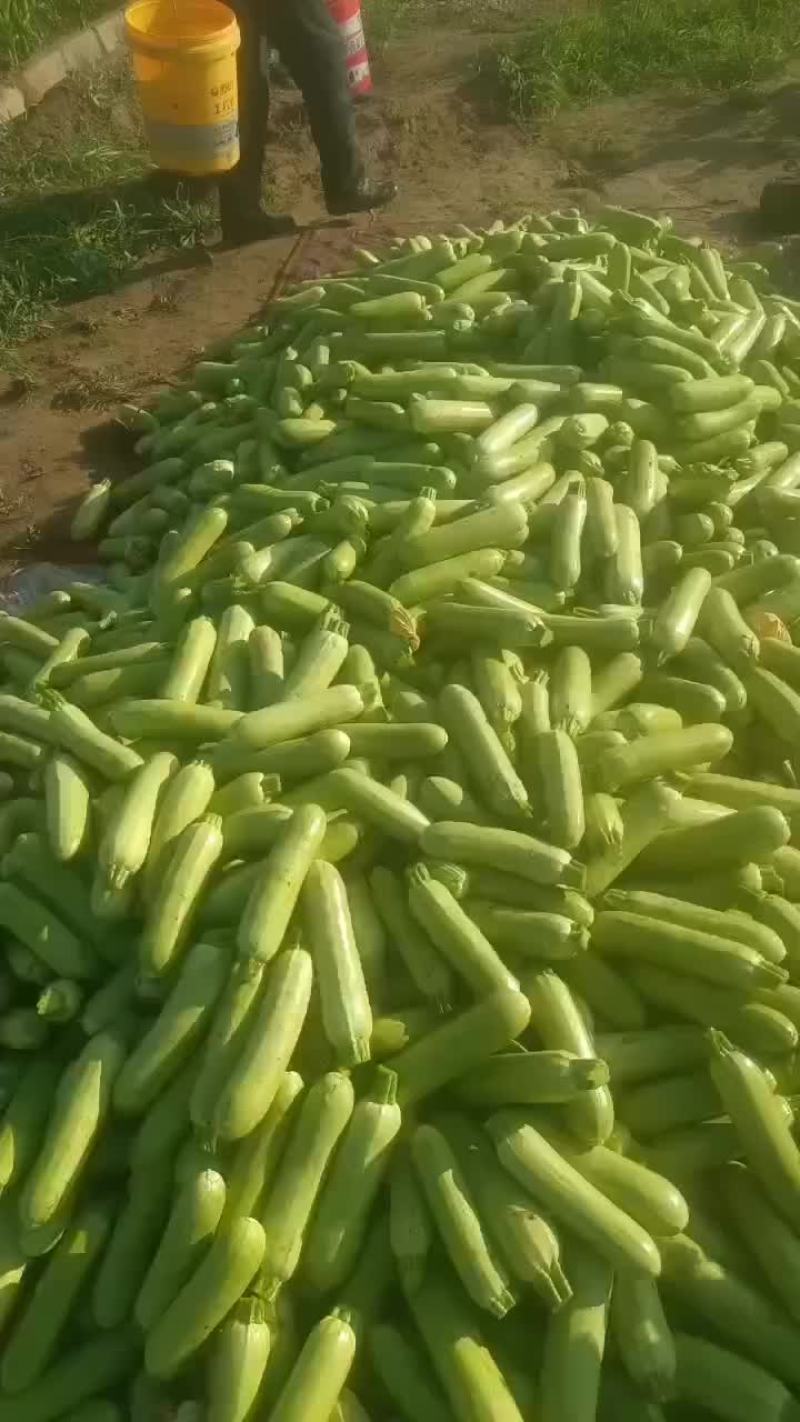 精品西葫芦