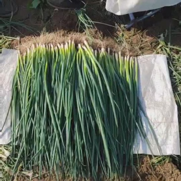 精品小葱
