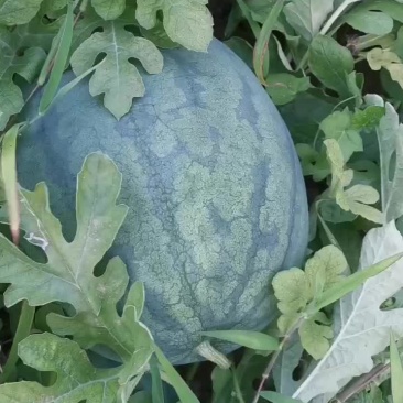 威县沙地西瓜龙卷风大量上市