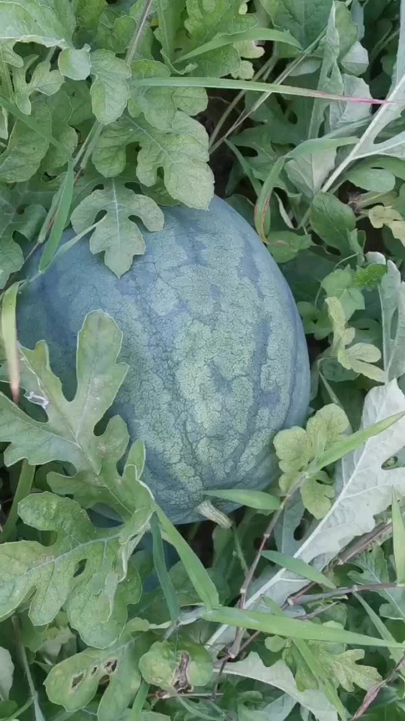 威县沙地西瓜龙卷风大量上市