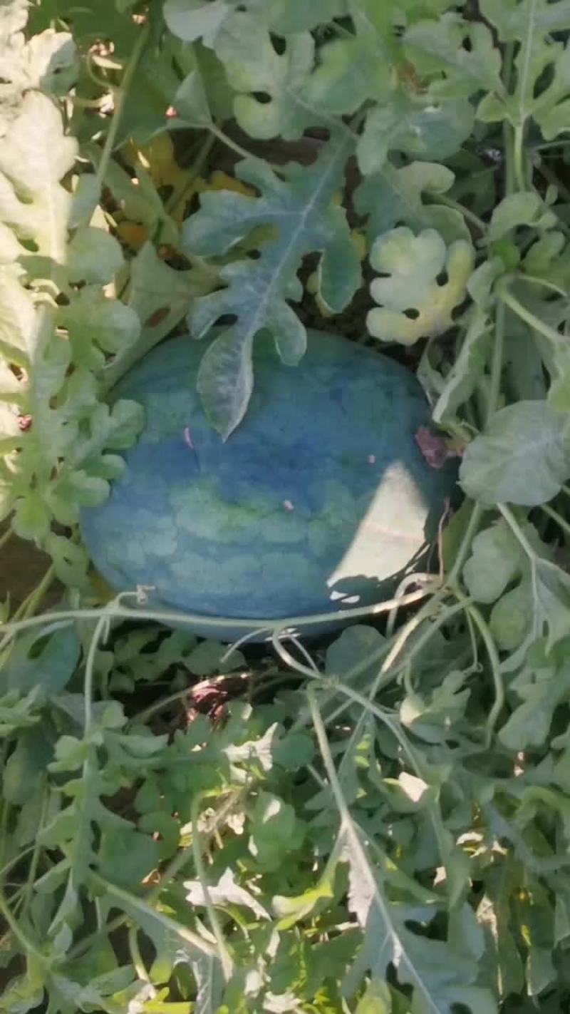 威县沙地西瓜龙卷风大量上市