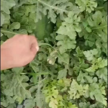 黄河岸边露天头茬西瓜开园了