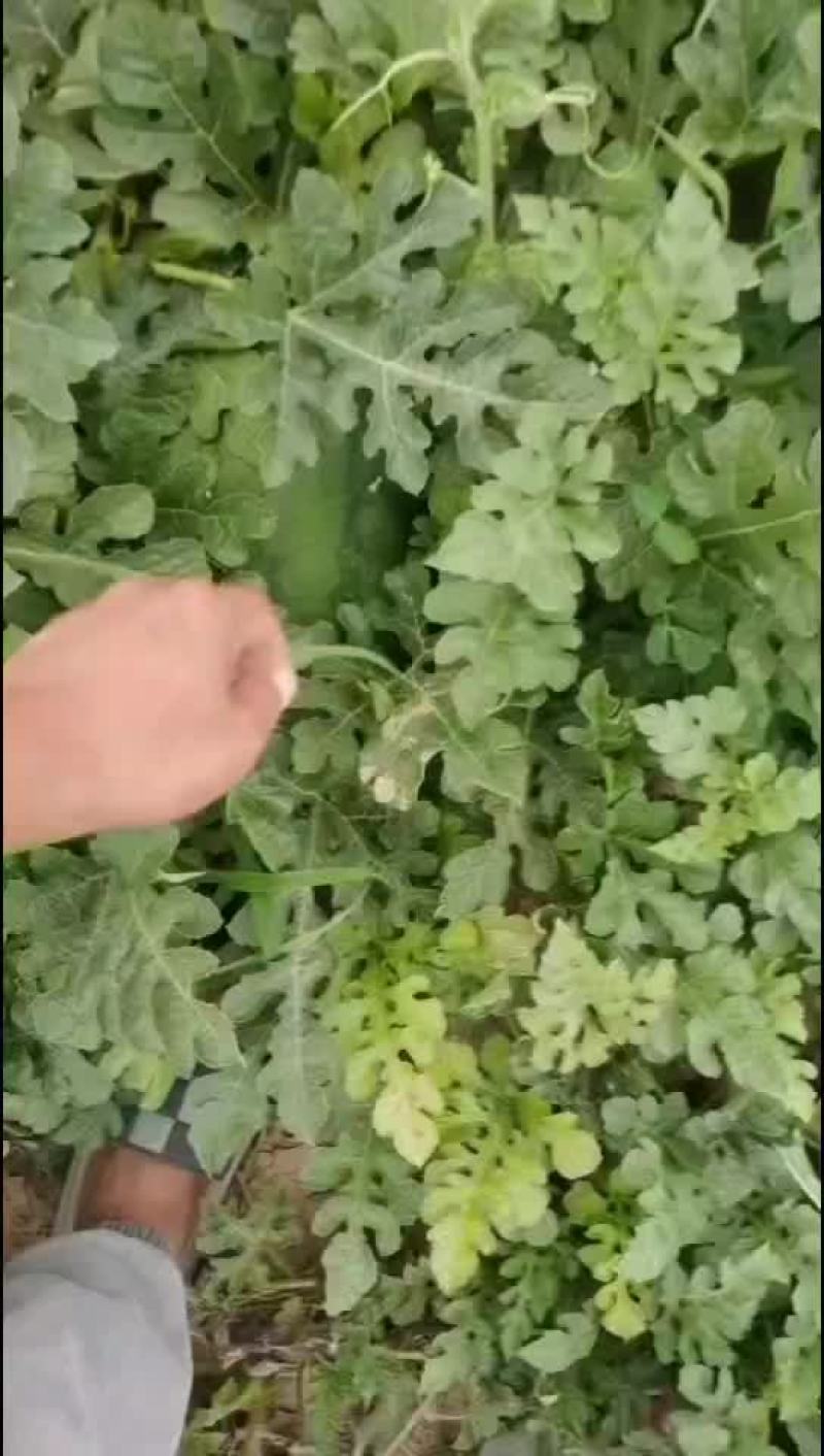 黄河岸边露天头茬西瓜开园了