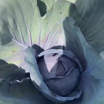 紫甘蓝马上上市