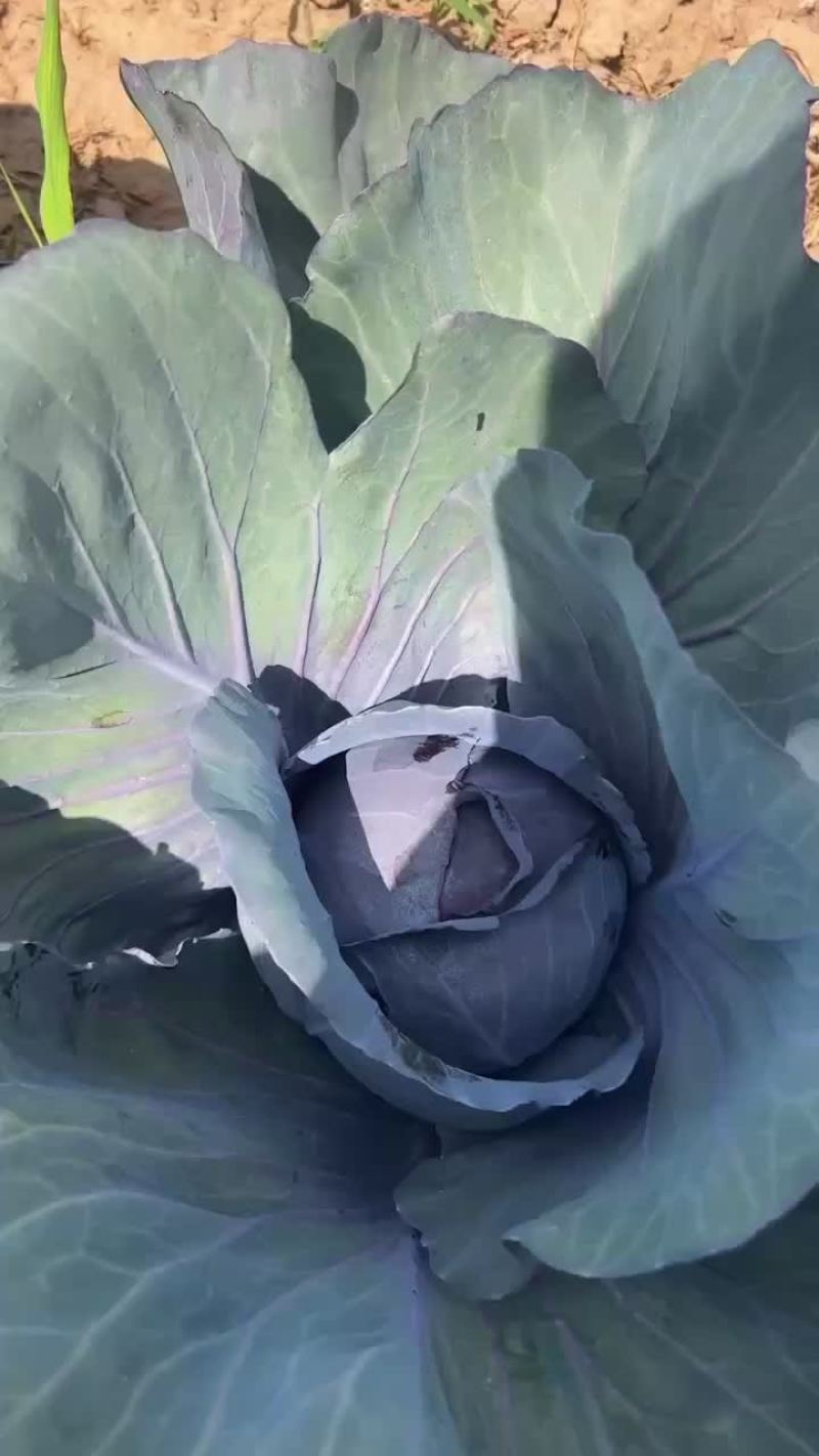 紫甘蓝马上上市