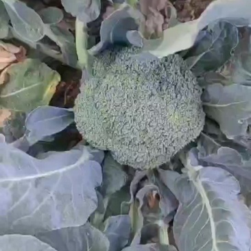 河北西蓝花精品西蓝花大量有货产地直供一手货源代发全国