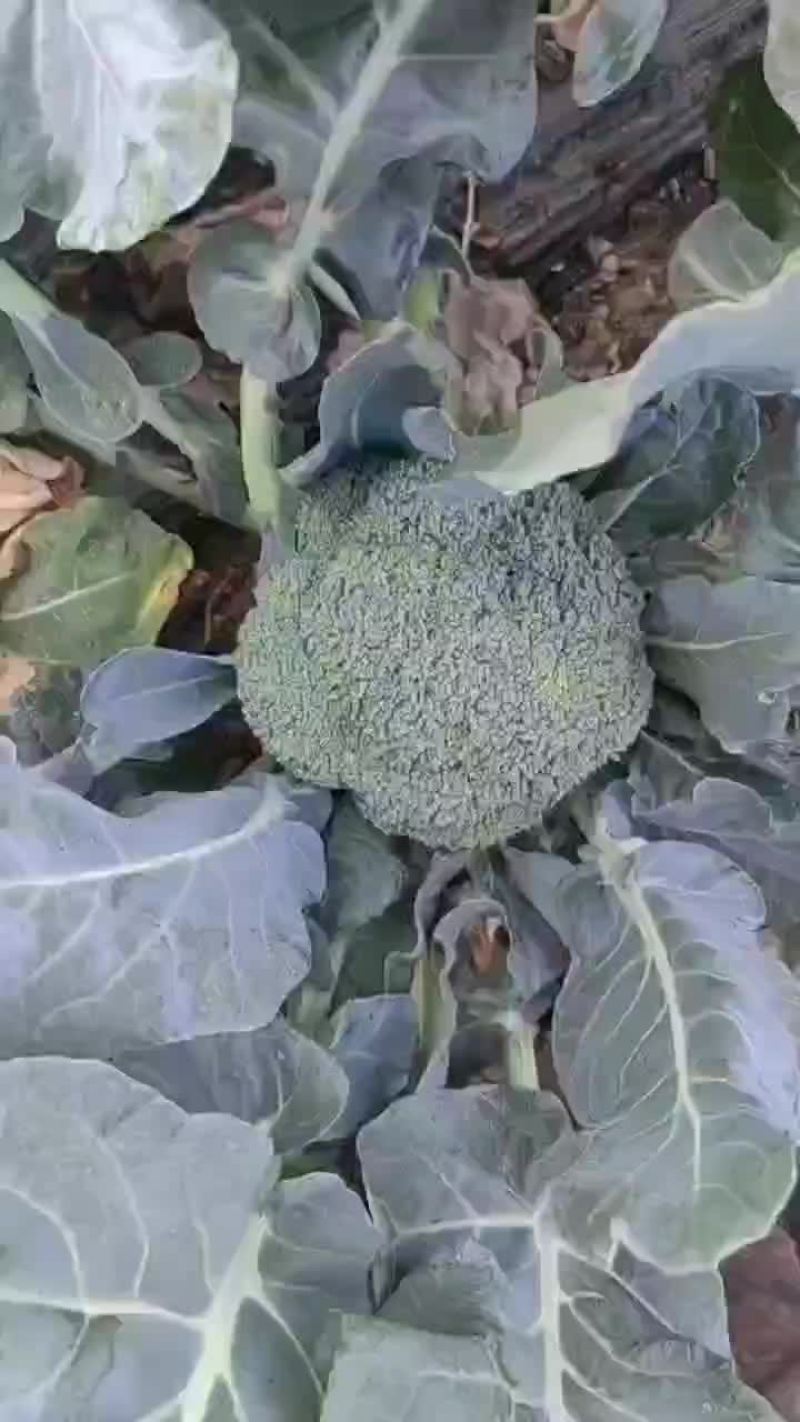 河北西蓝花精品西蓝花大量有货产地直供一手货源代发全国