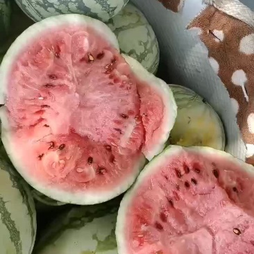 美都西瓜