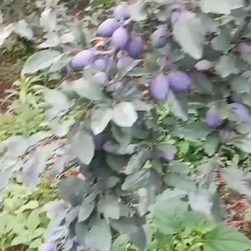 西梅大量上市
