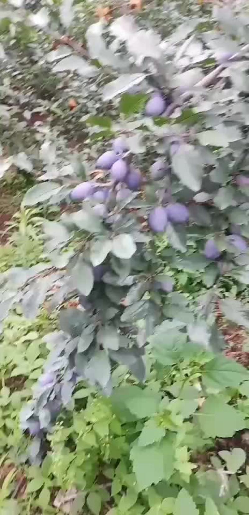 西梅大量上市