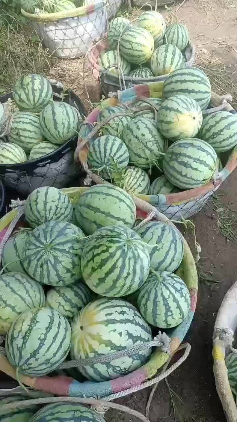 美都西瓜