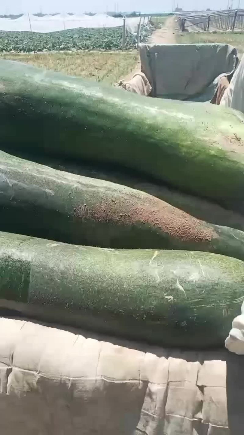 地冬瓜降价了，有需要的联系