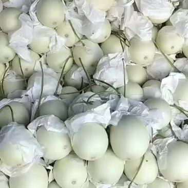玉菇，大量上市中，有需要的朋友联系我，大量有货！