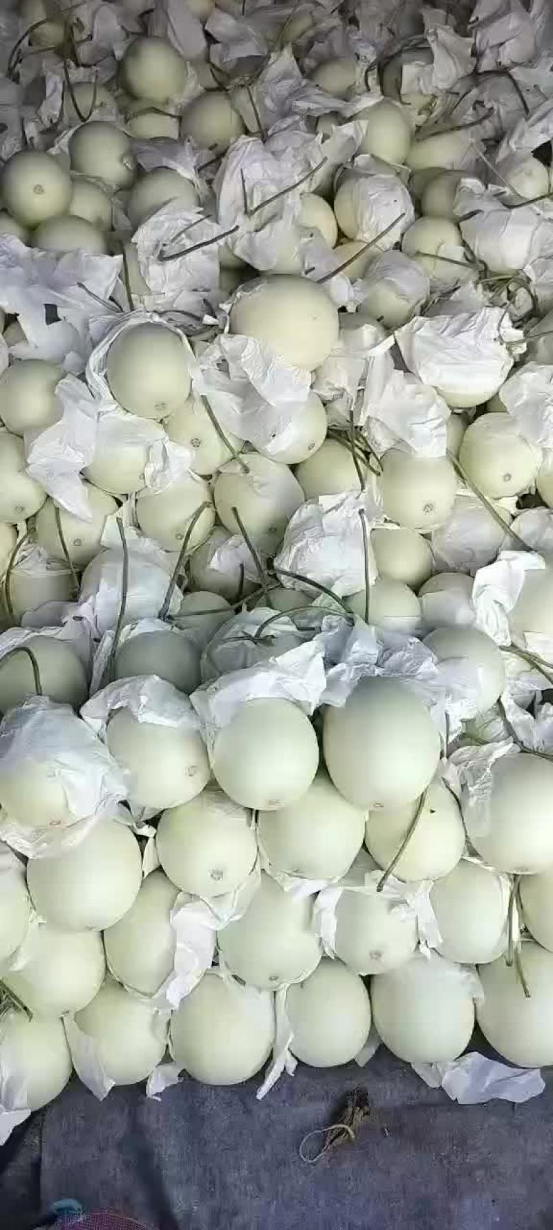 玉菇，大量上市中，有需要的朋友联系我，大量有货！