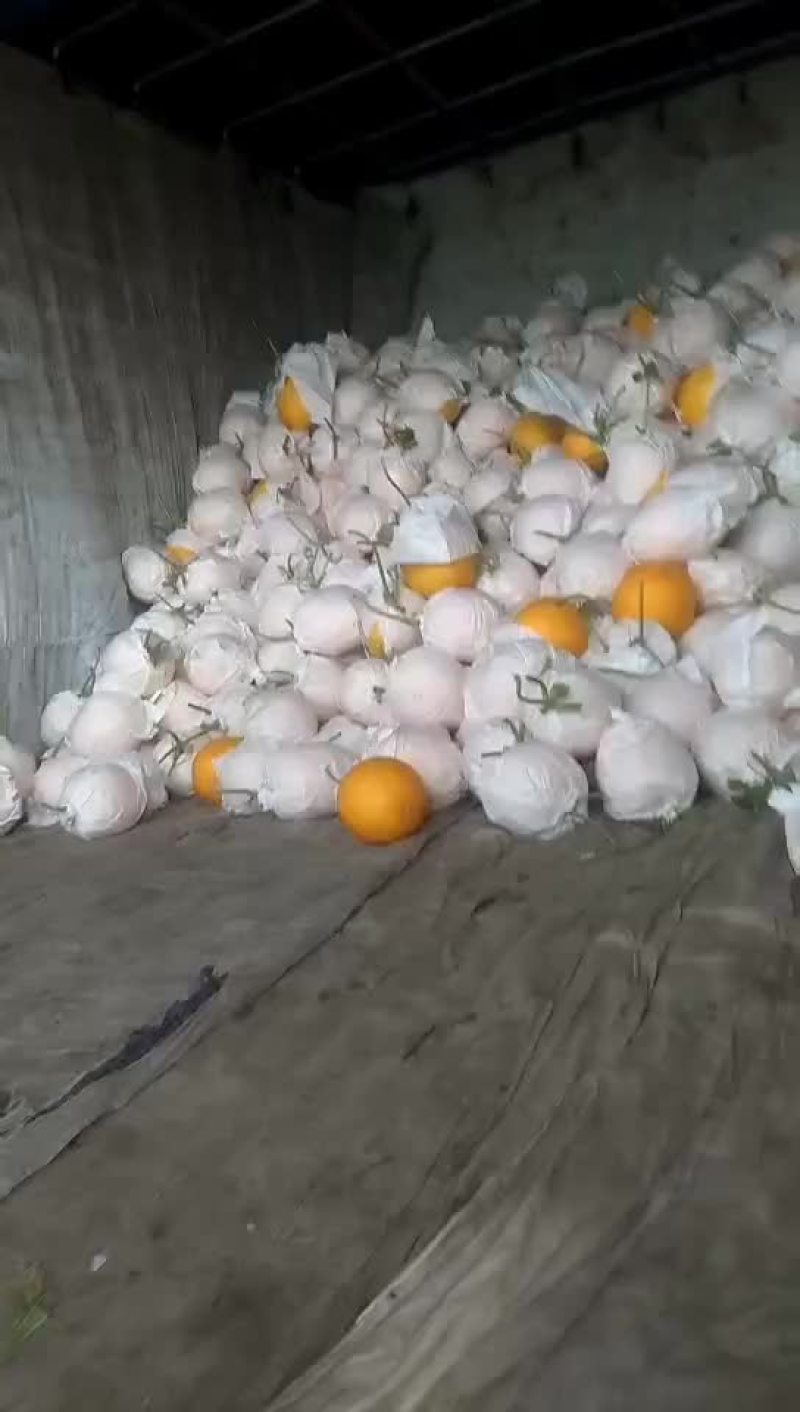 玉菇，大量上市中，有需要的朋友联系我，大量有货！