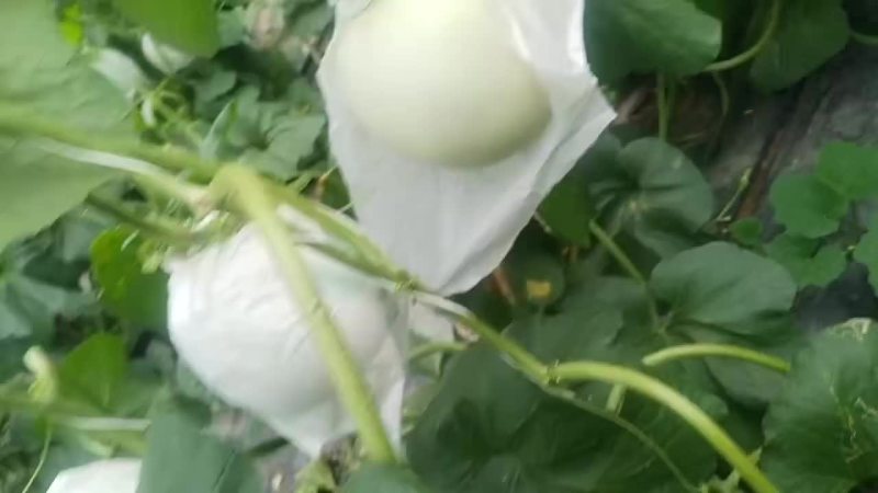 玉菇，大量上市中，有需要的朋友联系我，大量有货！