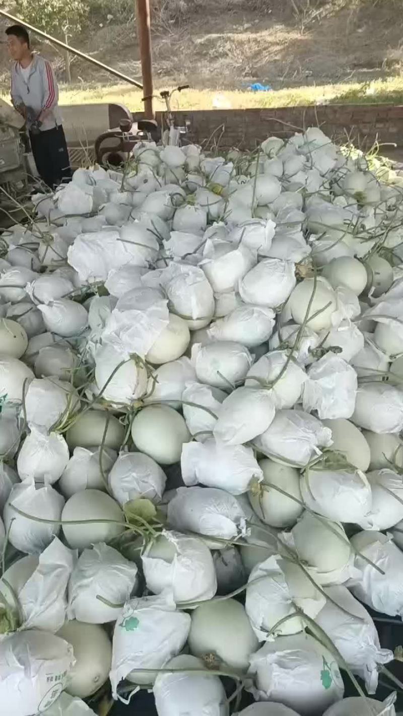 玉菇，大量上市中，有需要的朋友联系我，大量有货！