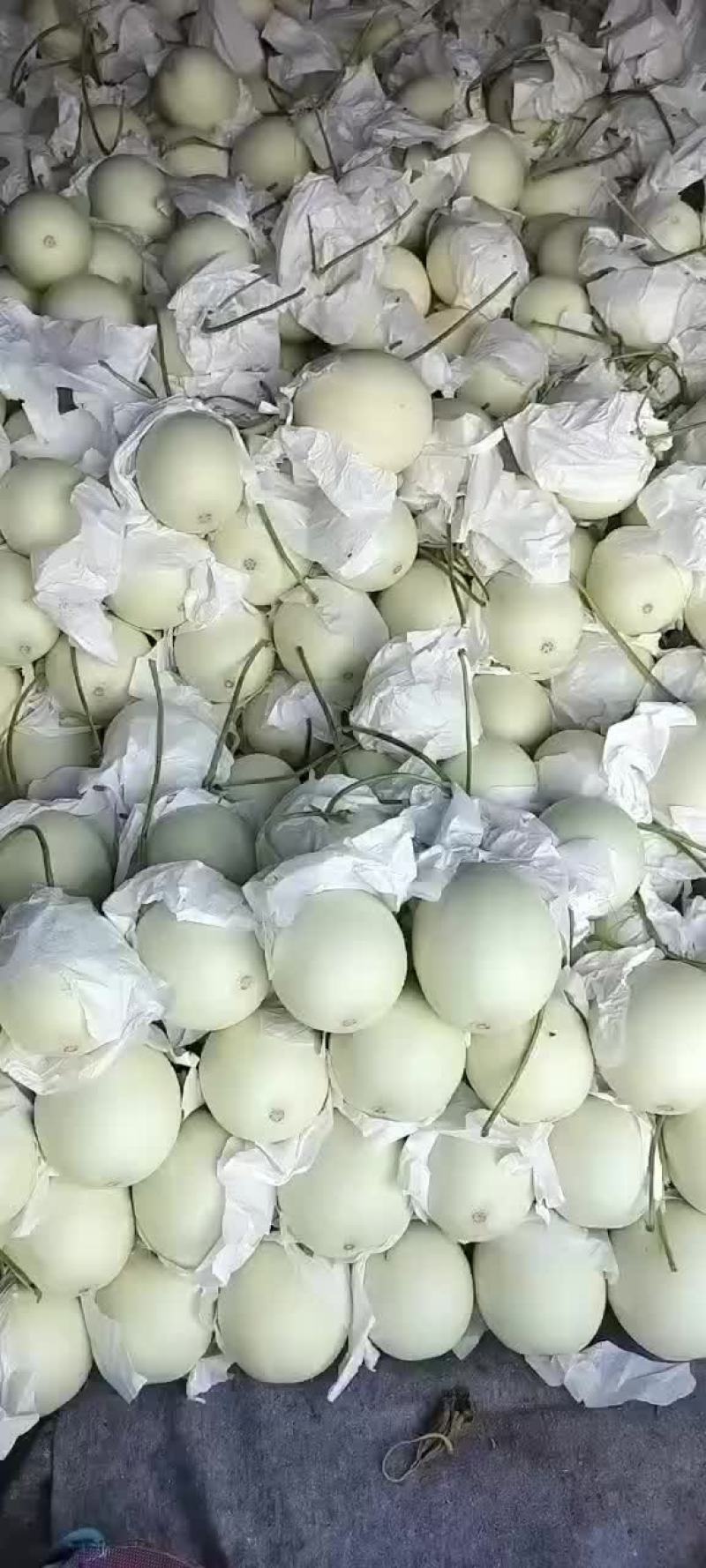 玉菇，大量上市中，有需要的朋友联系我，大量有货！