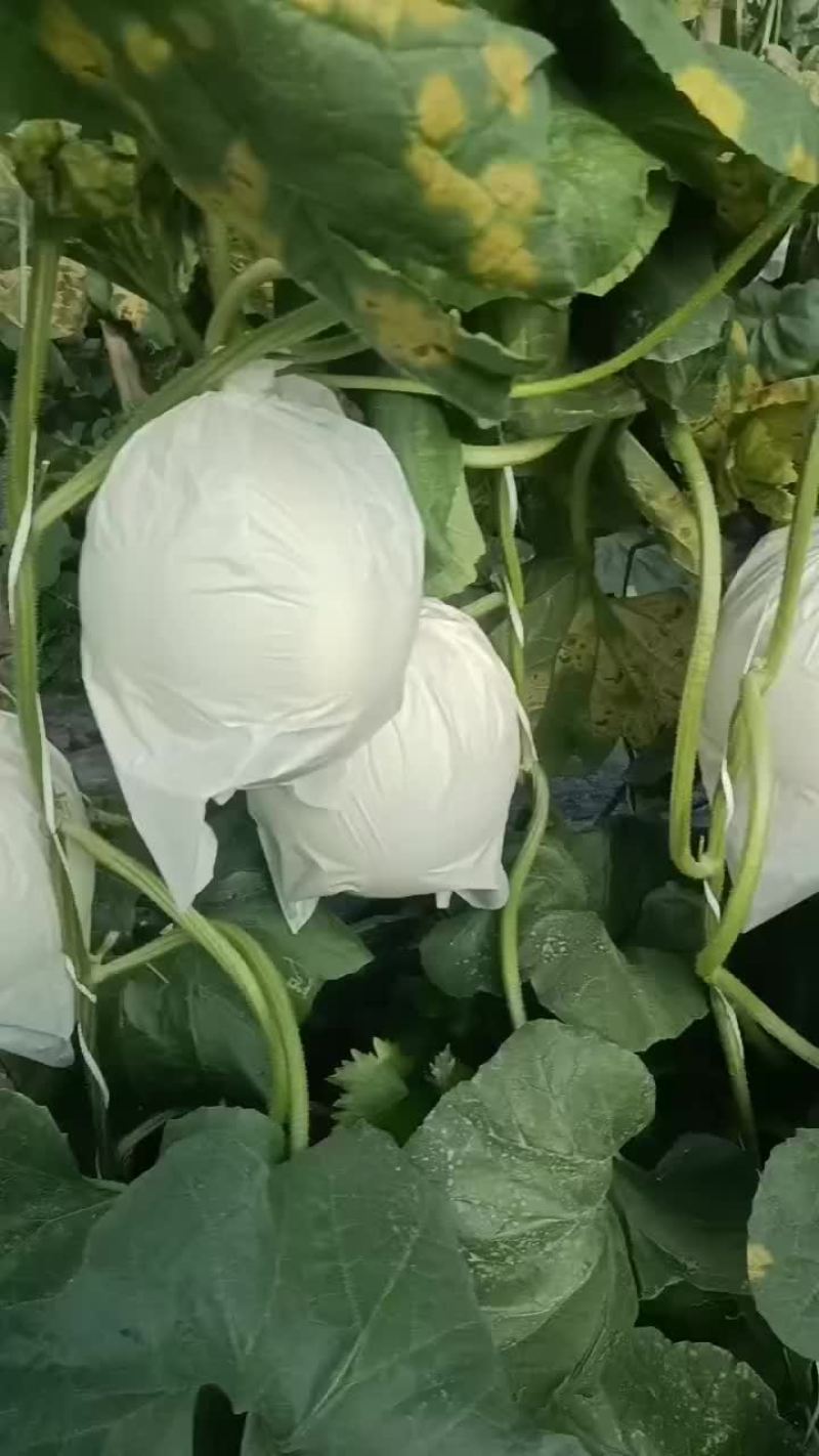 玉菇，大量上市中，有需要的朋友联系我，大量有货！