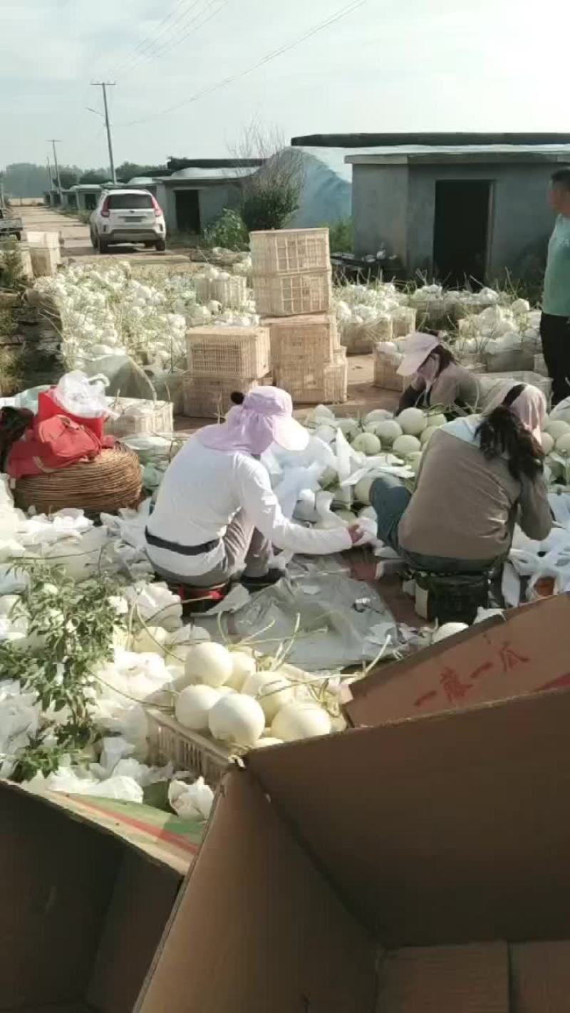 玉菇，大量上市中，有需要的朋友联系我，大量有货！