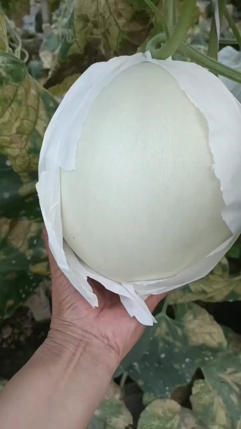玉菇，大量上市中，有需要的朋友联系我，大量有货！