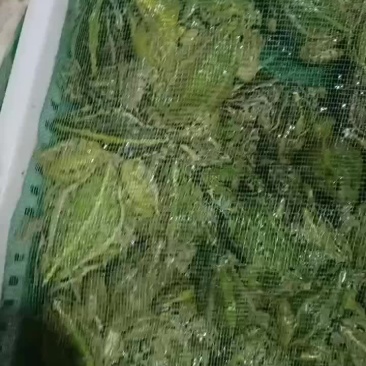 养殖黑斑蛙