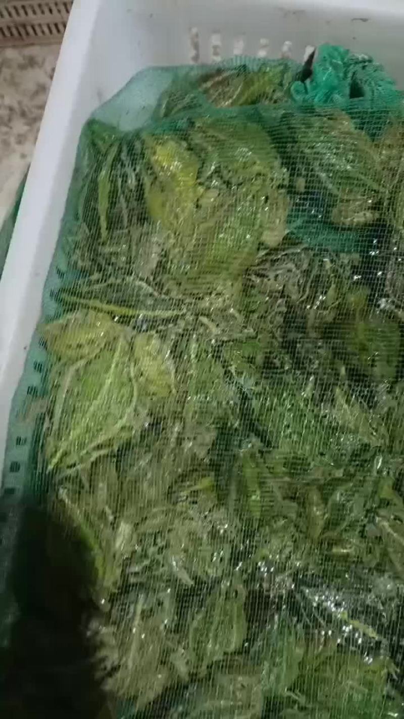 养殖黑斑蛙