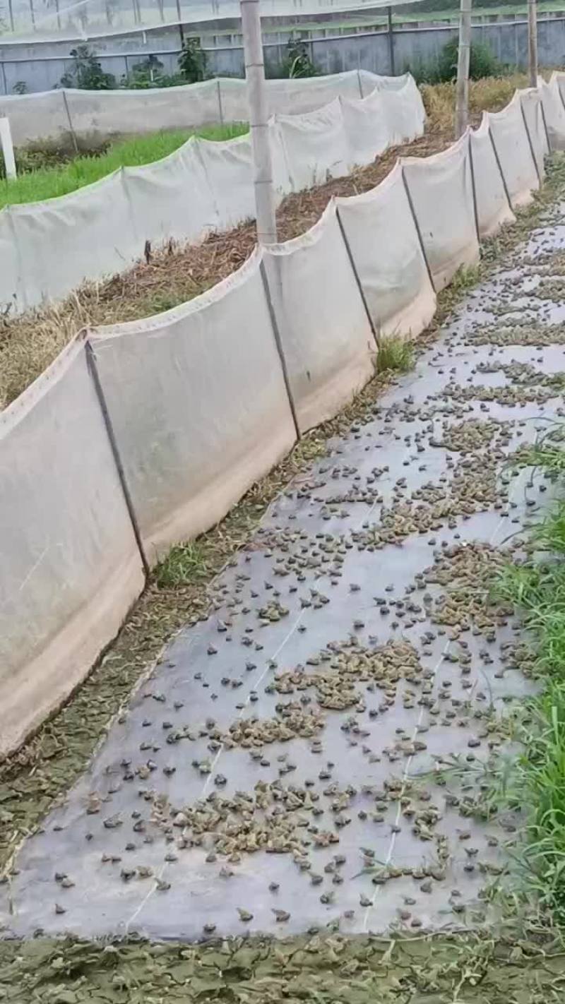 养殖黑斑蛙