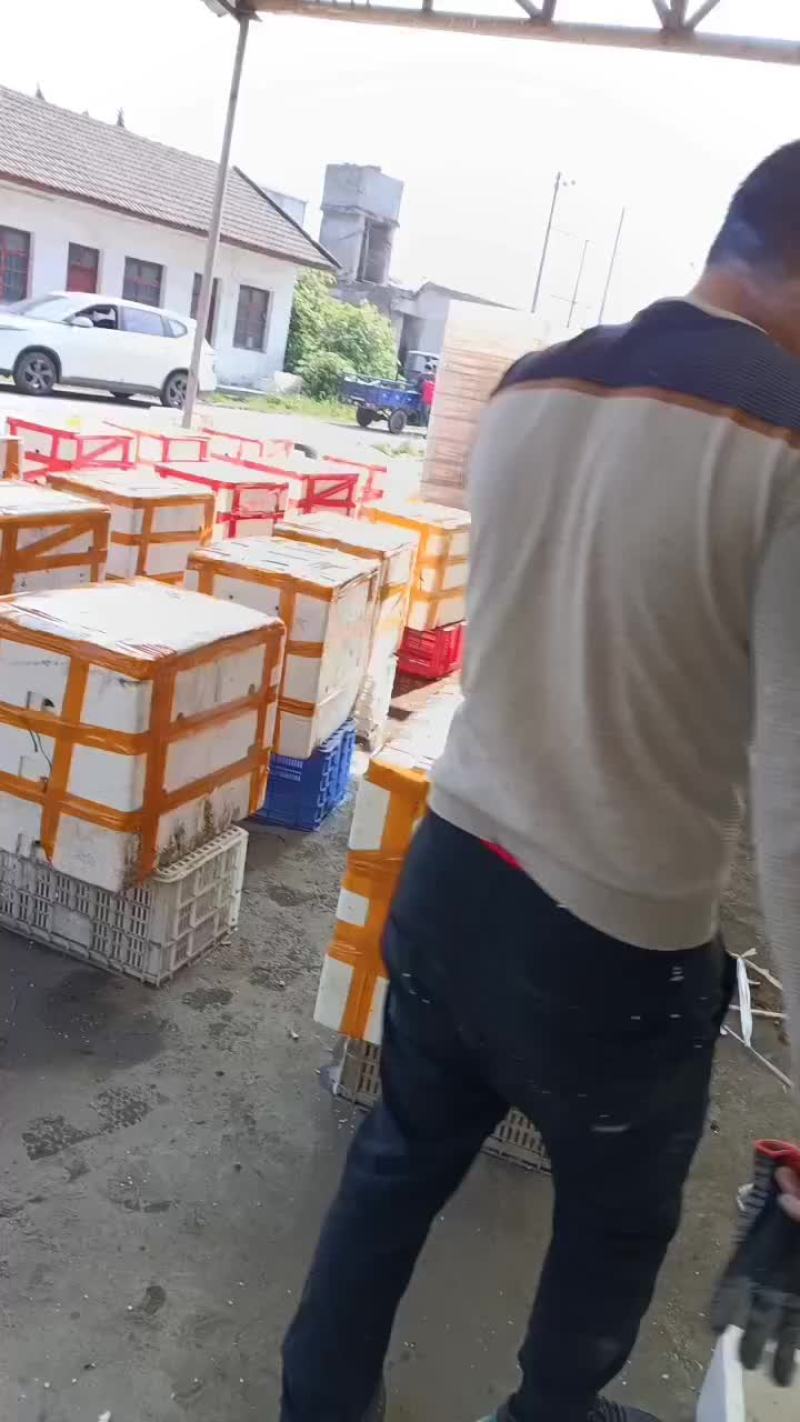 养殖黑斑蛙
