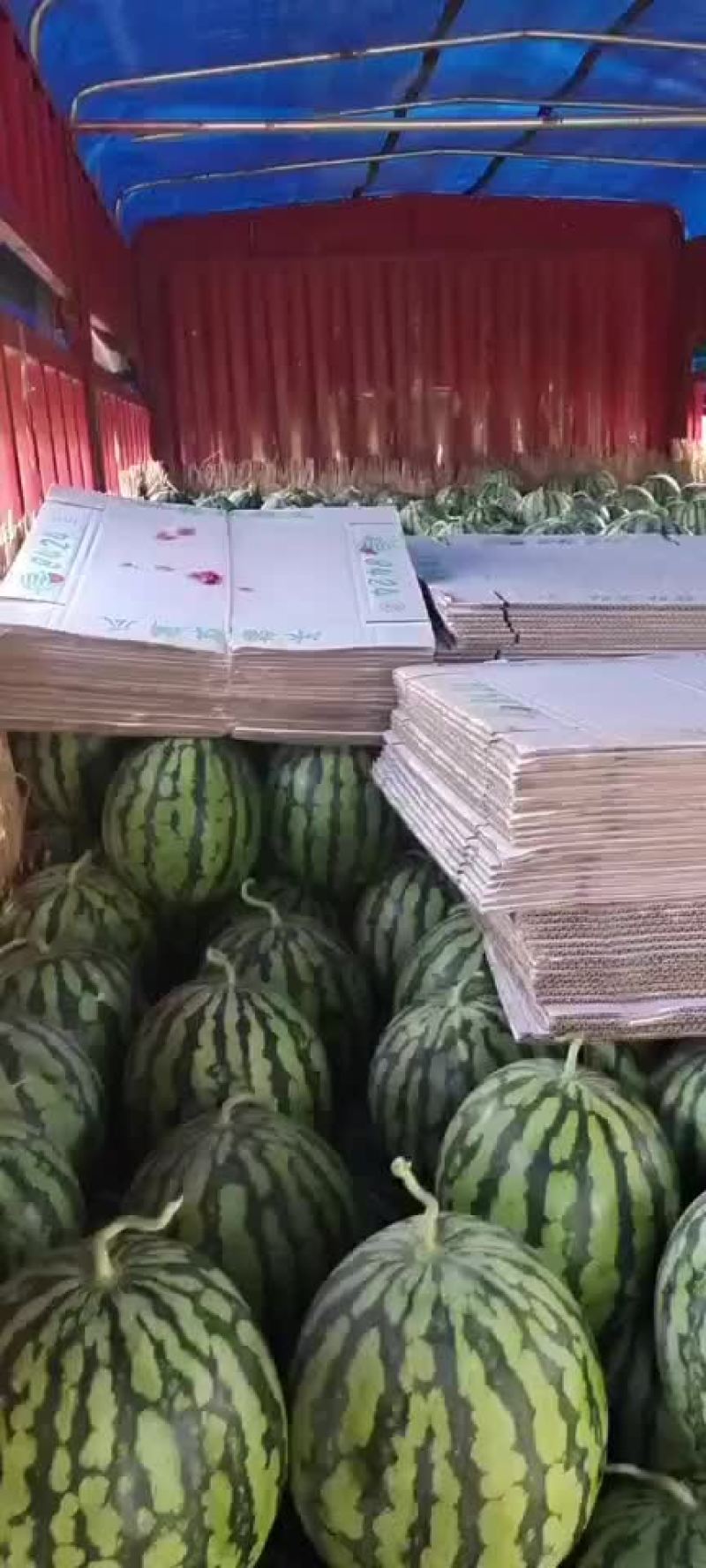 精品有子美都