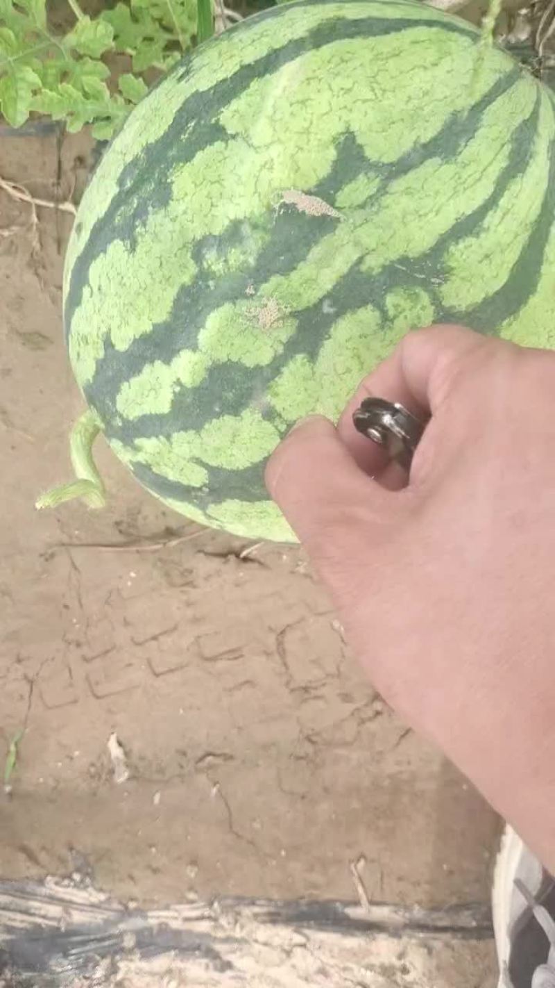 精品有子美都