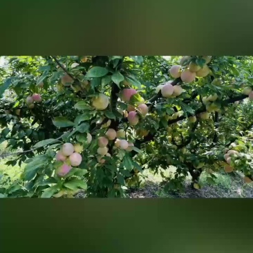 八宝丹