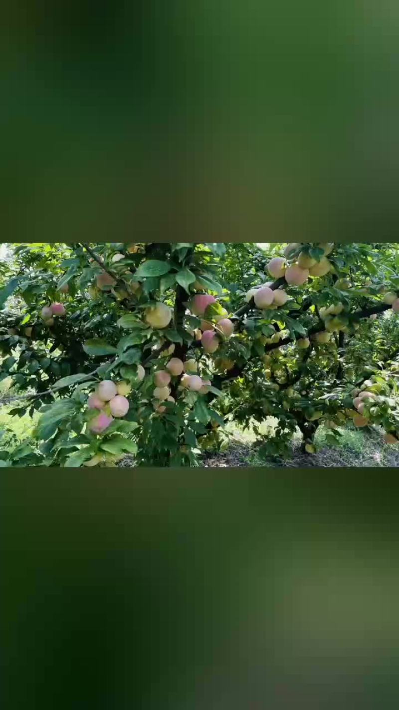 八宝丹