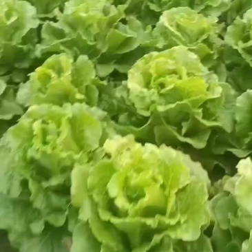 生菜
