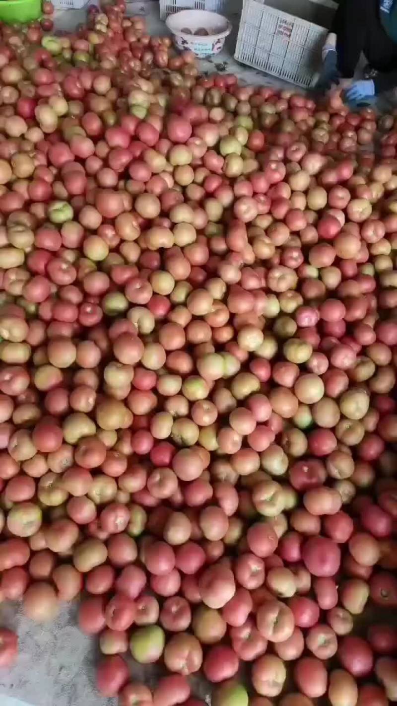 新粉西红柿
