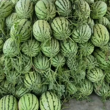 利津露天西瓜