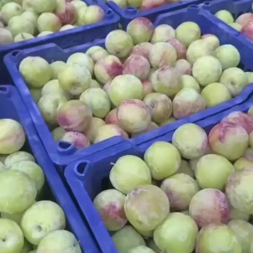 李子，适合批发，超市，团购等。欢迎联系