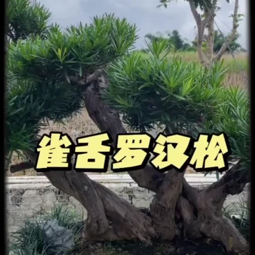 雀舌