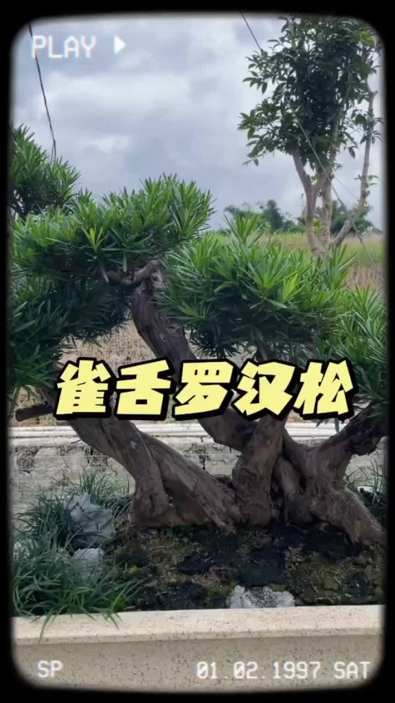 雀舌