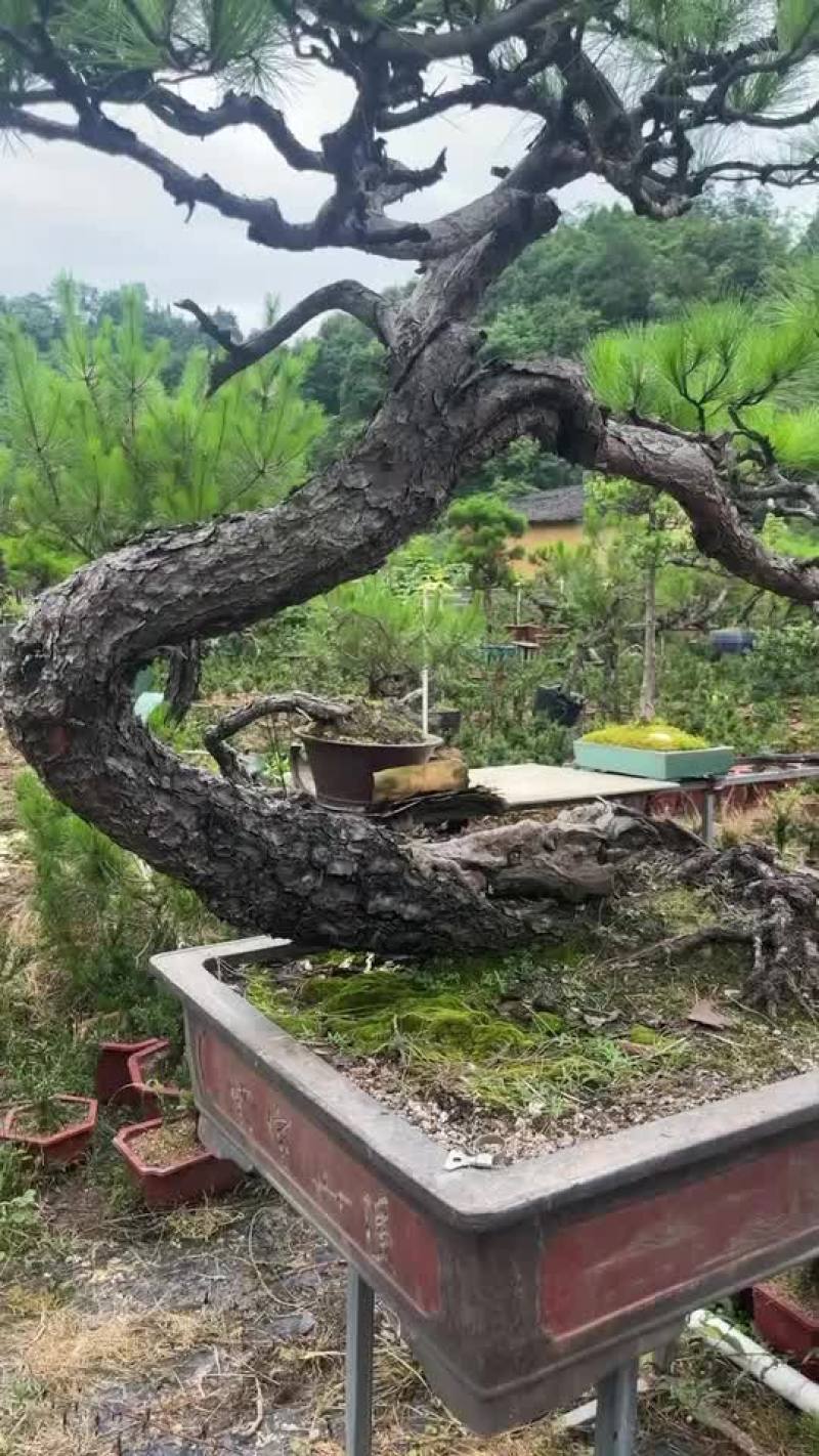 雀舌