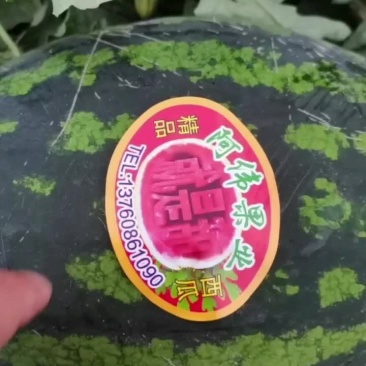 陕西精品无籽甜王
