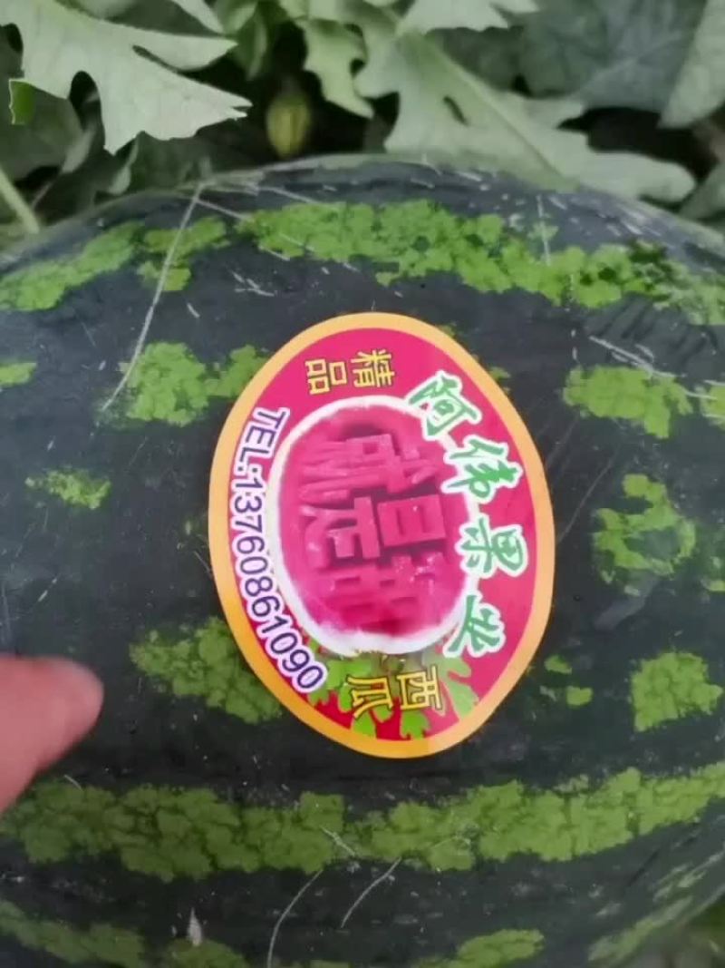 陕西精品无籽甜王