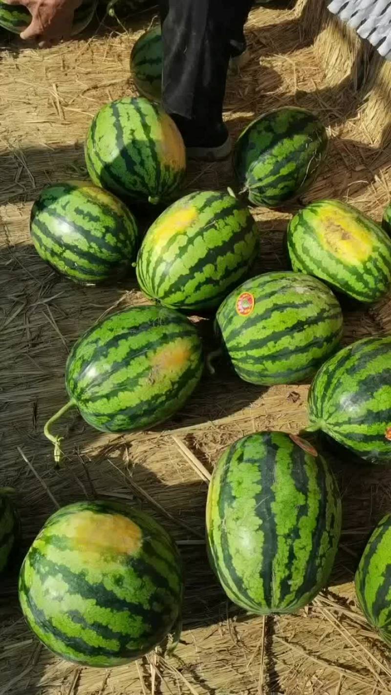 陕西精品无籽甜王
