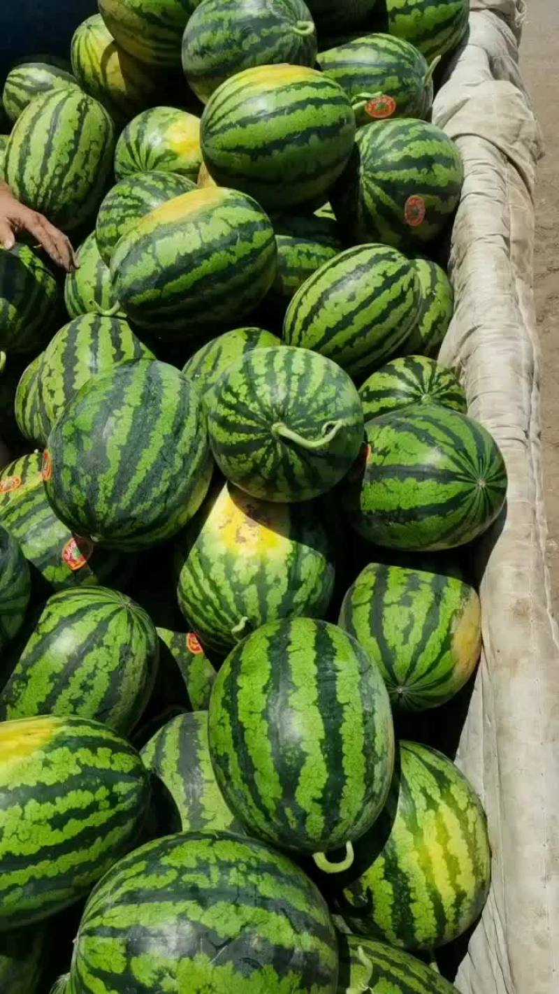 陕西精品无籽甜王